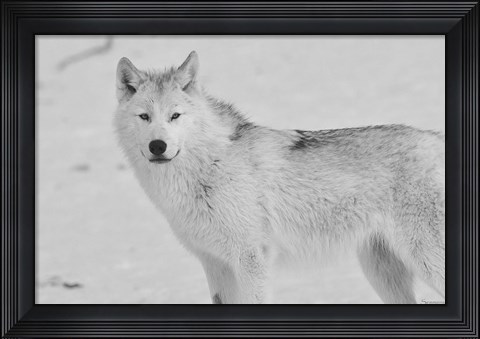 Framed White Wolf 3 Print