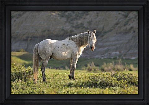 Framed Wildhorses 8 Print