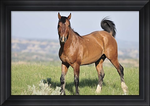 Framed Wildhorses 25 Print