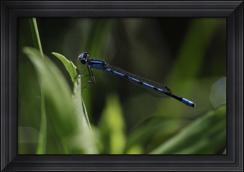 Framed Blue Dragonfly Print