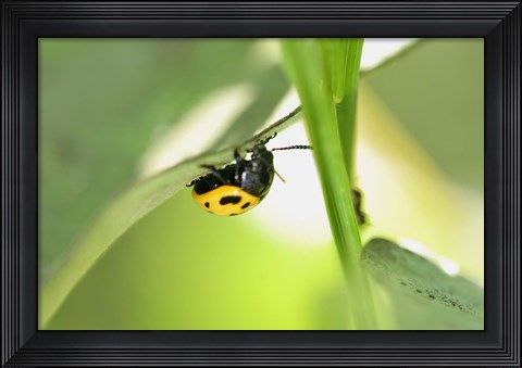 Framed Yellow And Black Ladybug Print