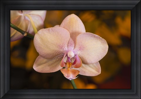 Framed Pink Spotted Flower On Stem Print