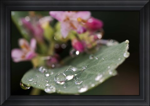 Framed Raindrops On Leaf With Pink Buds Print