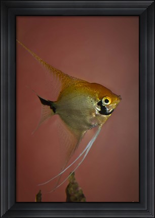 Framed Angel Fish V Print
