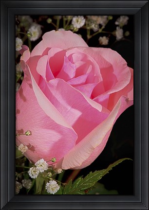 Framed Rose Pink Closeup Print