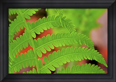 Framed Fern Leaf Closeup Print