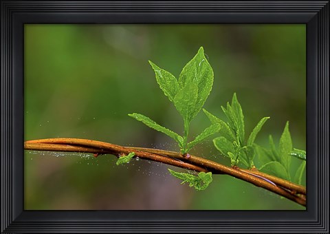 Framed Leaf On Branches Closeup Print