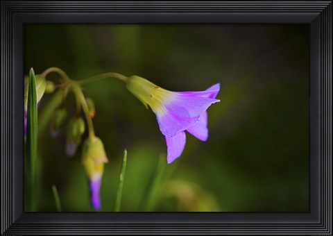 Framed Purple Flower And Buds Print