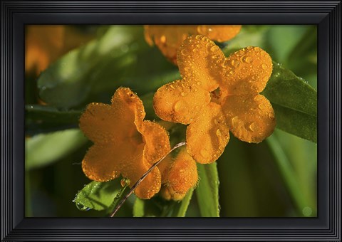 Framed Orange Blossomed Flowers And Dew Print