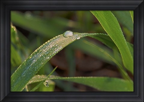 Framed Raindrops On Leaf Blades Print