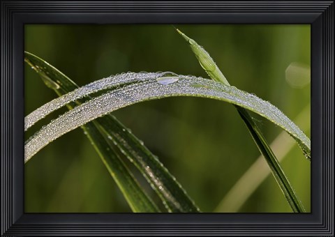 Framed Raindrops On Leaf Blade Print