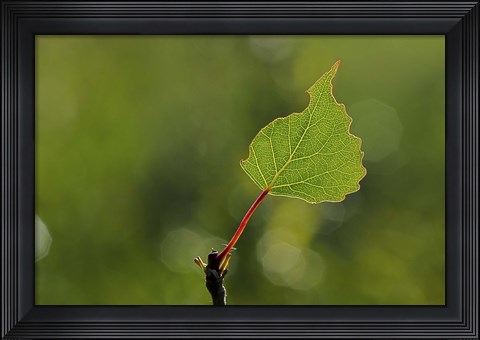 Framed Single Leaf Print