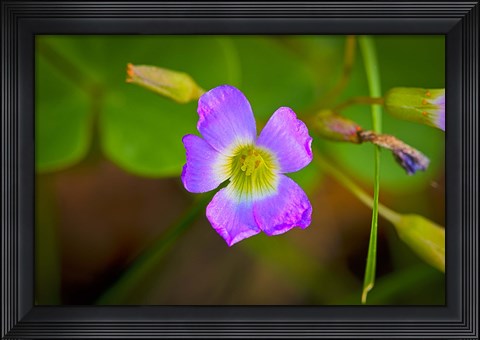 Framed Bloomed Wild Purple Flower Print