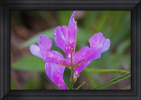 Framed Bloomed Magenta Flower And Dew Print