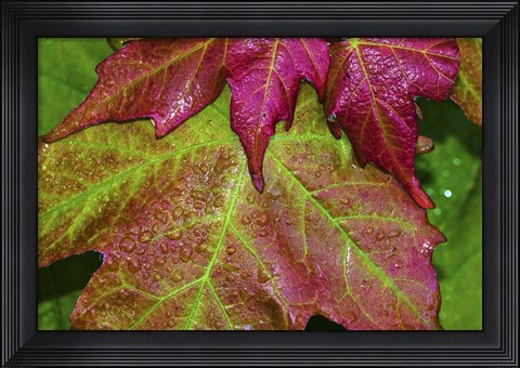 Framed Fall Leaves After Rain Print