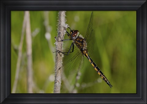 Framed Dragonfly Black And Yellow On Stem Print