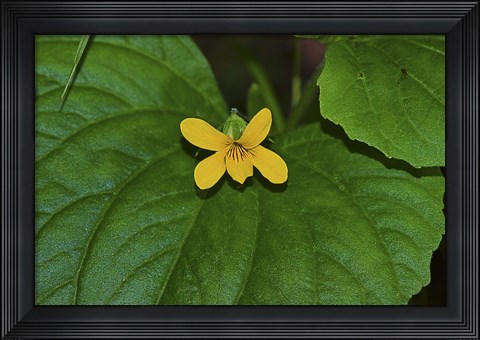 Framed Yellow Flower On Large Leaf Print