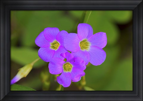 Framed Purple Wildflower Trio Print