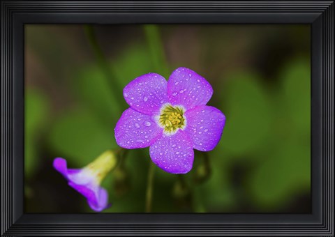 Framed Purple Wildflower And Bloom Print