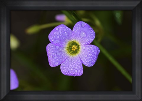 Framed Purple Flower And Green Center And Dew Print