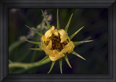 Framed Yellow Flower With Spiked Leaves Print