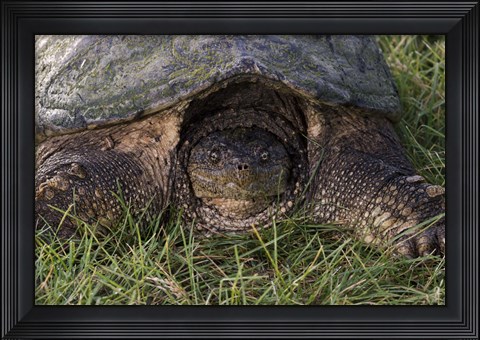 Framed Tortoise In Grass Closeup Print