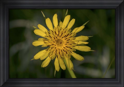 Framed Yellow Flower With Spiked Leaves  Closeup Print