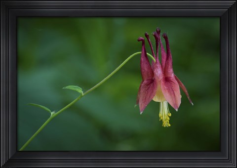 Framed Magenta Flower Hanging On Stem Print