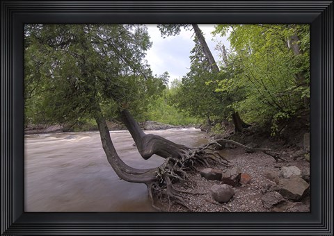Framed North Shore Trees Print