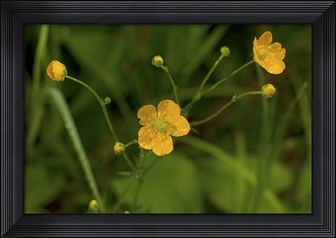 Framed North Shore Yellow Wildflowers Print