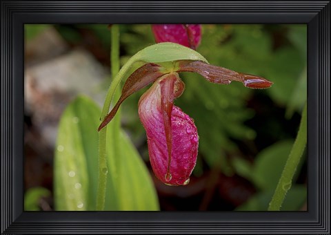 Framed North Shore Red Flower Petal Print