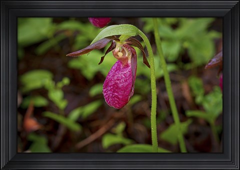Framed North Shore Red Flower And Greenery Print