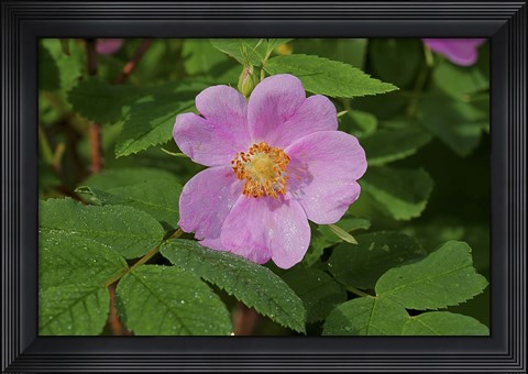 Framed North Shore Pink Flower Print