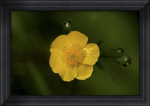Framed North Shore Yellow Flower Print
