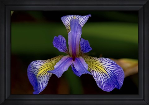 Framed North Shore Purple And Yellow Flower Closeup Print