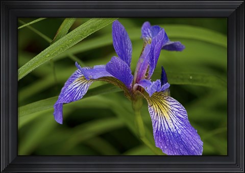 Framed North Shore Purple And Yellow Flower Print