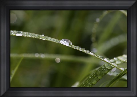 Framed North Shore Blades of Grass Covered In Dew Print