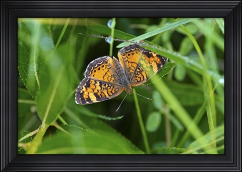 Framed North Shore Orange Butterfly Print