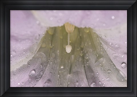 Framed North Shore White Flower Closeup Print
