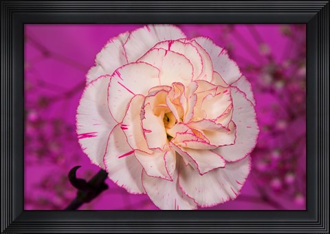 Framed Pink And White Carnation On Magenta I Print