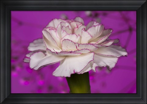 Framed Pink And White Carnation On Purple I Print