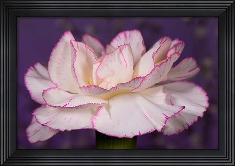 Framed Pink And White Carnation On Purple Closeup Print