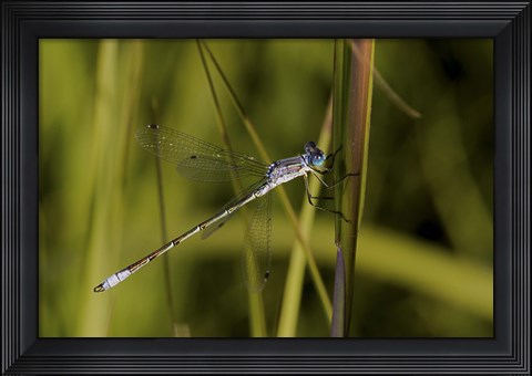 Framed Dragonfly And Blades Of Grass Print