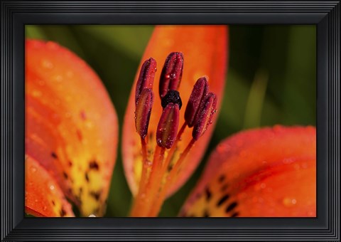 Framed Red And Black Flower Stamen Print