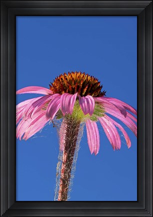 Framed Pink And Red Flower On Blue Print