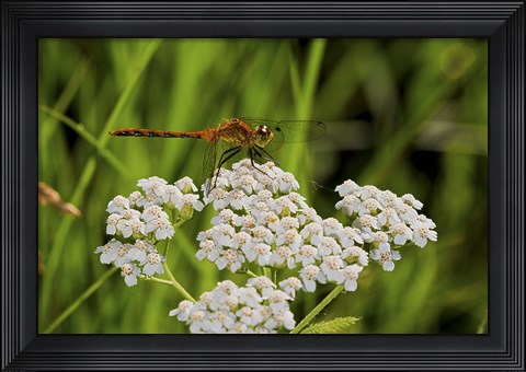 Framed Orang Dragonfly On White Wild Flowers Print