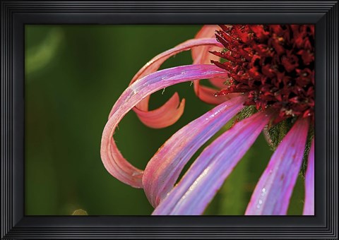 Framed Hot Pink Flower Petals Print