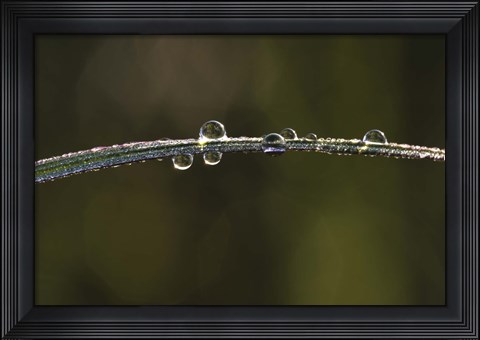 Framed Morning Dew On Blade Of Grass Print