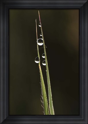 Framed Morning Dew On Blades Of Grass Print