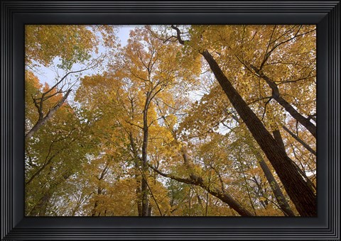 Framed Yellow Fall Trees From Below I Print
